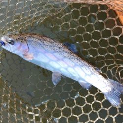 スタートダッシュは決めたが…大安トラウトレイク